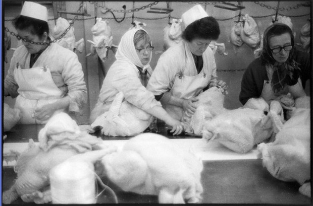 Processing Christmas turkeys, Blacktoun Farm, Paisley