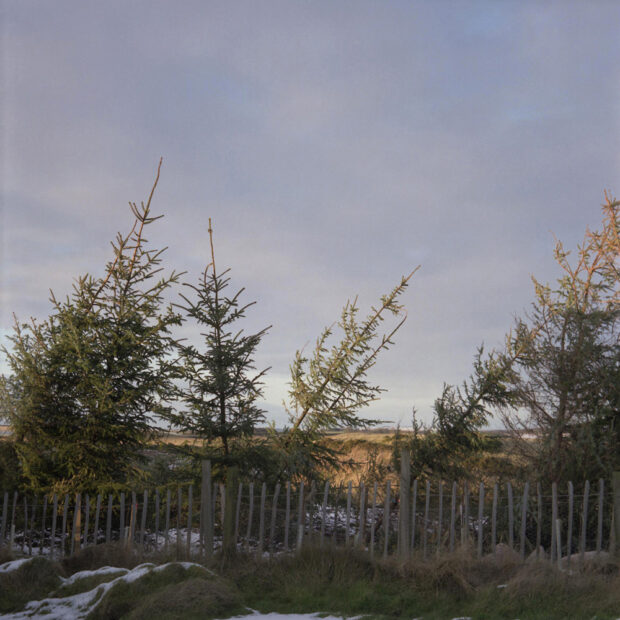 Storm Damaged spruce trees, David Milne's house, Menie, Aberdeenshire, Scotland.