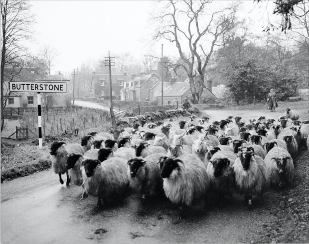 Shepherd moving blackface sheep at Laighwood, Butterstone, Perthshire. Image by John Watt between 1959 and 1961, © Perth Museum and Art Gallery archive.