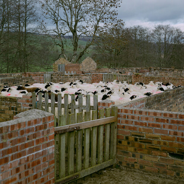 Laighwood, Perthshire, May 2019
